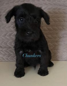 Ckc Mini Schnauzer