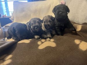 Miniature Schnauzers