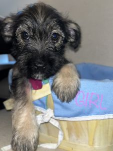 Miniature schnauzers