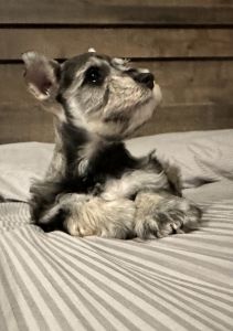AKC miniature schnauzer boy