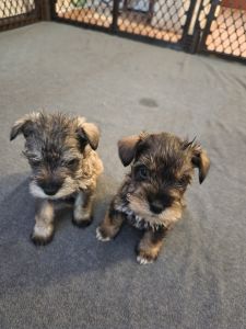 Miniature Schnauzers