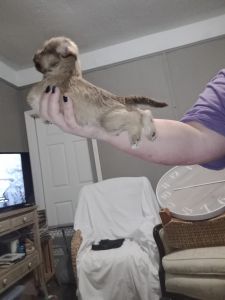 Miniature schnauzers and Corgis mix wants to find a forever home.. the