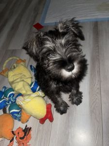 Miniature Schnauzer