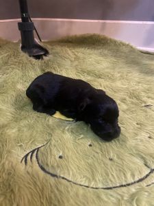 Miniature schnauzer puppies