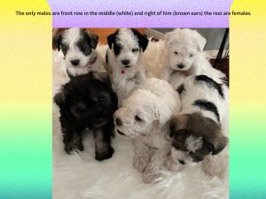 Miniature schnauzer litter