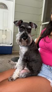 1 yr old female schnauzer