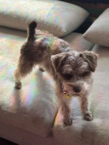 Miniature Schnauzer-Liver Merle- for sale