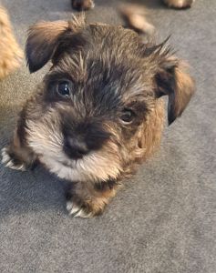Miniature Schnauzers- Need a Good Home