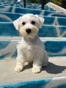 RARE Mini White Schanuzer