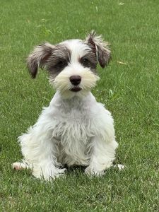 Chocolate Parti Girl