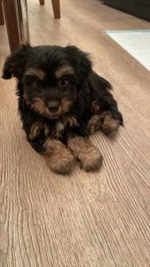 Buddy The Baby Boy Pup 🐶