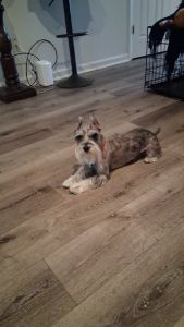 Merle mini schnauzer