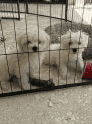 Maltese/Schnauzer puppies
