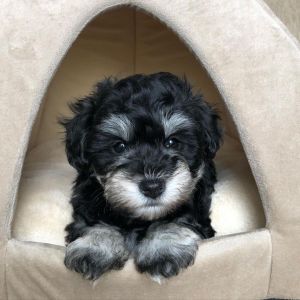 Miniature Schnauzer Puppies Cindy