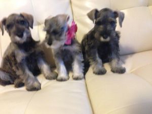 Miniature Schnauzer puppies for sale