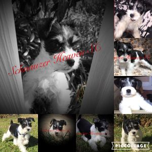 Miniature Schnauzer Puppy Iso Furever Home