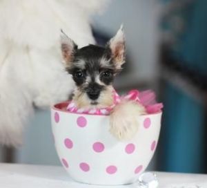Gorgeous Mini Schnauzers