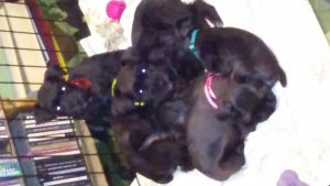 AKC MINIATURE SCHNAUZER