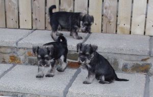 Stunning Litter Of Miniature Schnauzer Pups