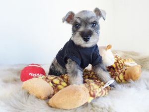 Male Mini Schnauzer Puppy
