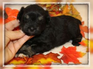 AKC Miniature Schnauzer Puppies