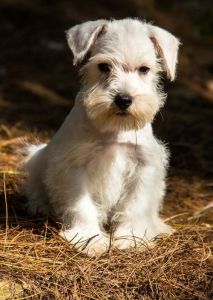 AKC Registered Miniature Schnauzer puppies.