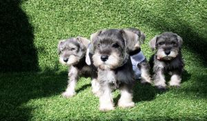 Mini Schnauzer Puppies