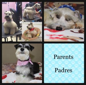 AKC Miniature Schnauzers