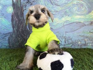 Male Mini Schnauzer Puppy