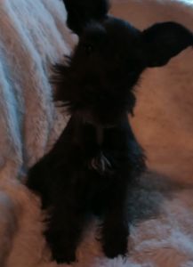 4 month Black little girl