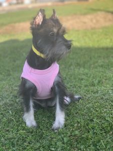 Miniature schnauzer