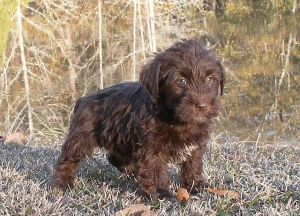 CHRISTMAS MINIATURE SCHNAUZER PUPPIES