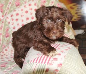 CHRISTMAS MINIATURE SCHNAUZER PUPPIES