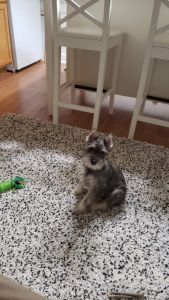 Selling lovely MINI SCHNAUZAR 4 months