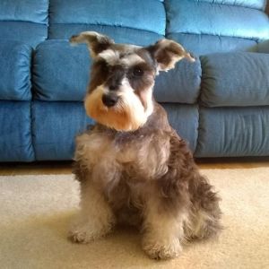 Miniature Schnauzer puppies to be born in December, ready in February