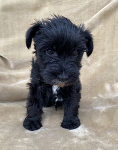 Miniature schnauzer puppies