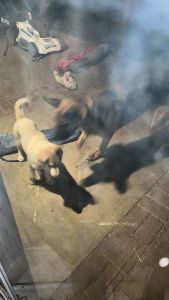 Looking for a good home ASAP