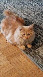 Maine Coon Kater