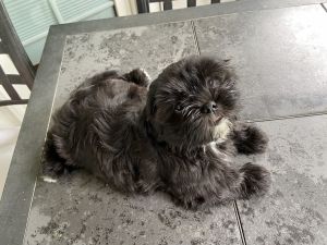 Auss Tzu (Mini Aussie + Shih Tzu) Non-shed