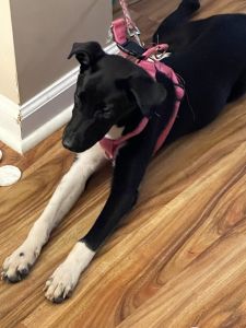 Labrador blue heeler mix