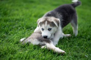 Husky mix puppies