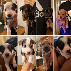 Labrotti & Basenji (Mixed)