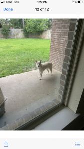 Shadow is a beautiful Alaskan husky mixed with German shepherd dog