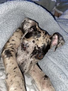 6 month old puppy to new home