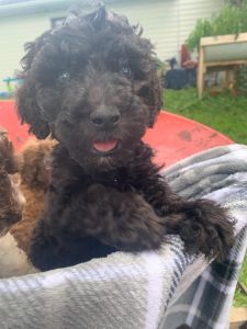Aussiedoodle puppy