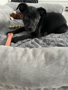 3 month old mixed puppy for sale