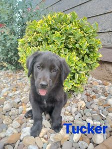 Golden Shepherd Puppy