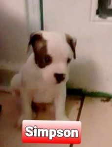 American Chi-Bullies