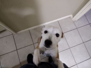 Sweet dog available to adopt