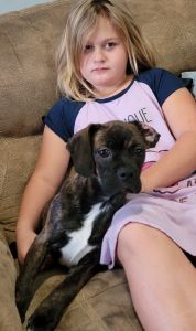 Pre Black Friday Special! Laken Boston Spaniel (Boston Cocker spaniel)